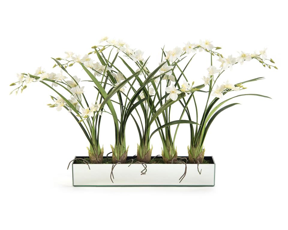 DENDROBIUM ROW