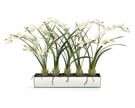 DENDROBIUM ROW