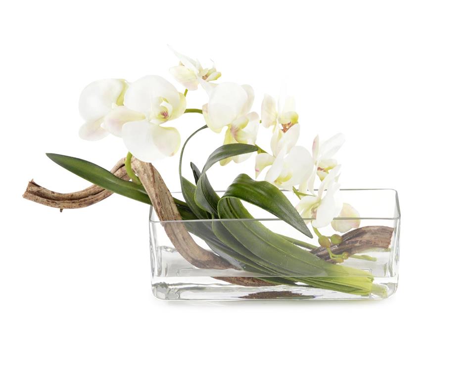 CURLY ORCHID