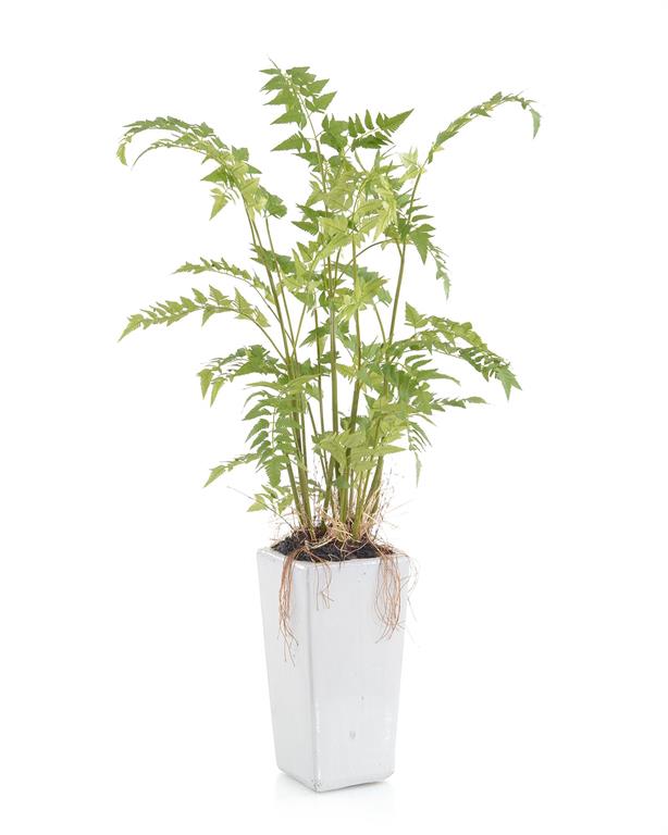 WOODLAND FERN