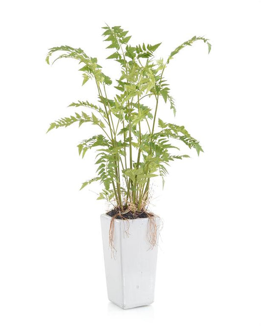 WOODLAND FERN