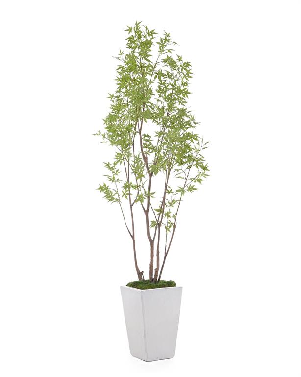 AMUR MAPLE
